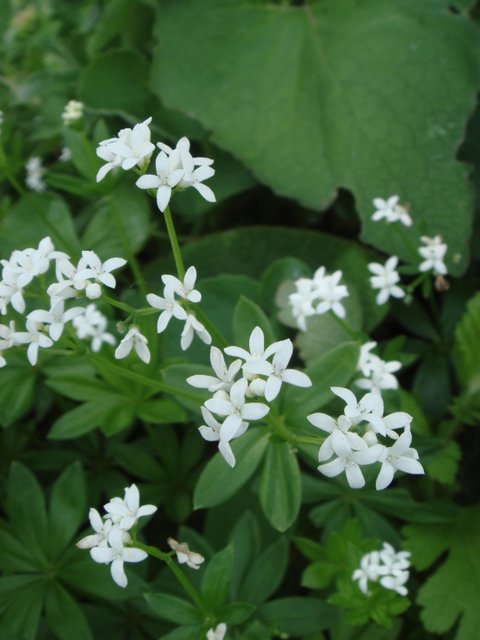 Asperula odorata fleur